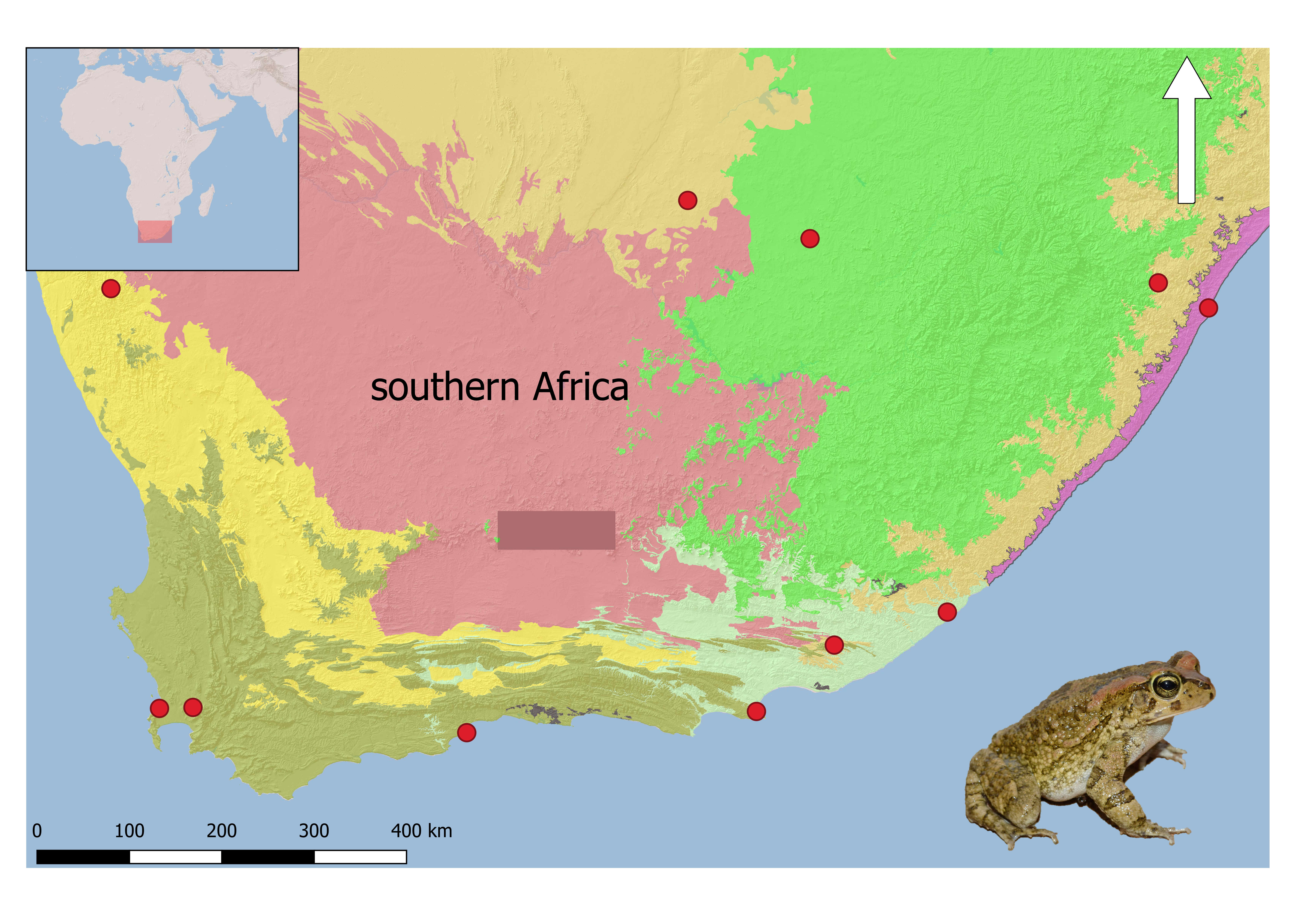 Maps tend to have a lot of space, and GIS provides the opportunity to add layers to give rich information, as well as improving aesthetics. This map shows lots more information about the biomes in which each of the sample sites (red dots) falls, the elevation and an image of the species sampled. The inset of Africa (top left) shows the area sampled with a red square. I’ve also managed to fit in an image of the species sampled into the sea (bottom right).